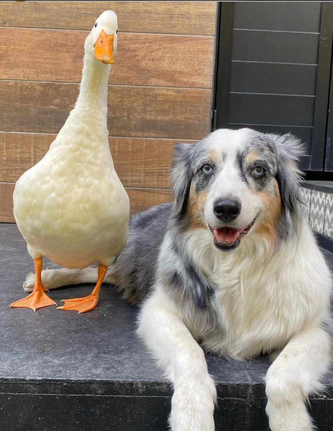 Un perro pastor australiano junto a un pato blanco